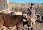 Erzurum'lu çiftçi İneğini satarak 